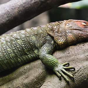 World of Reptiles - Northern Caiman Lizard (Dracaena guianensis)