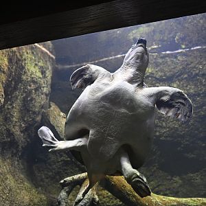 World of Reptiles - Pig-nosed Turtle (Carettochelys insculpta)