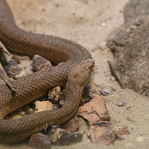 World of Reptiles - Cyclades Blunt-nosed Viper (Macrovipera lebetinus schweizeri)