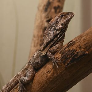 World of Reptiles - Frilled Lizard (Chlamydosaurus kingii)