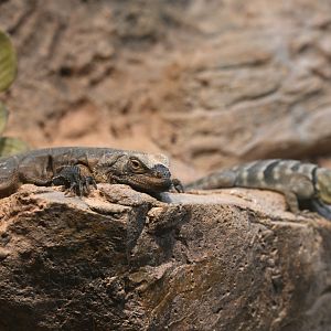 World of Reptiles - Common Chuckwalla (Sauromalus ater) and Baja California Rock Lizard (Petrosaurus thalassinus)