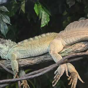 World of Reptiles - Weber's Sailfin Lizard (Hydrosaurus weberi)