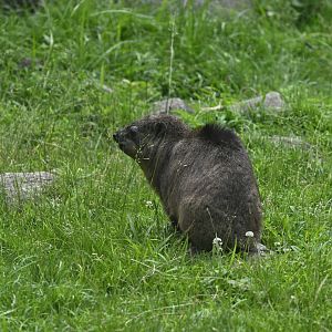 Gelada Reserve - Rock Hyrax (Procavia capensis)