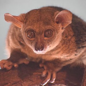 Garnett's greater galago