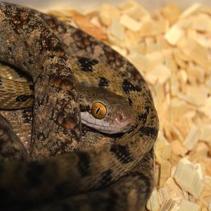 Eyed Cat Snake (Boiga siamensis)