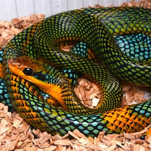 Rainbow Tree Snake (Gonyosoma margaritatum)