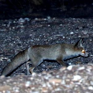 Arabian red fox (Vulpes vulpes arabica)