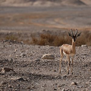 Isabelline dorcas gazelle (Gazella dorcas isabella)