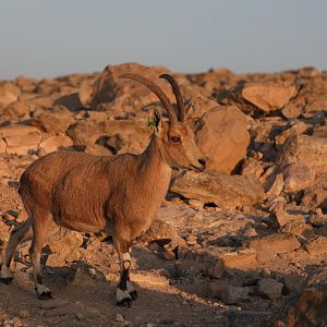 Nubian ibex (Capra nubiana)