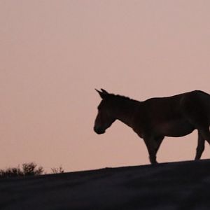 hybrid of Turkmenian Kulan and Persian Onager