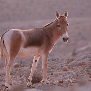 hybrid of Turkmenian Kulan and Persian Onager