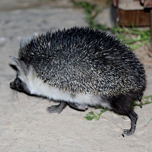 desert hedgehog (Paraechinus aethiopicus)
