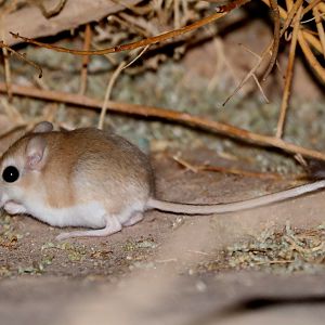 Lesser Egyptian Gerbil (Gerbillus gerbillus)