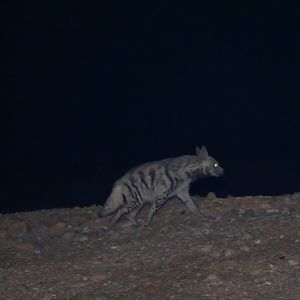 Syrian striped hyena (Hyaena hyaena syriaca)