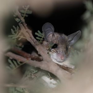 Arabian Spiny Mouse (Acomys dimidiatus)