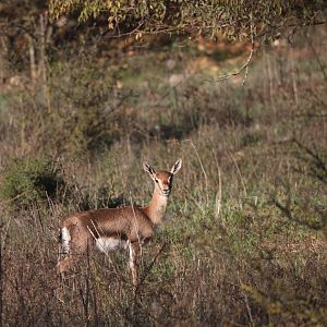mountain gazelle (Gazella gazella)