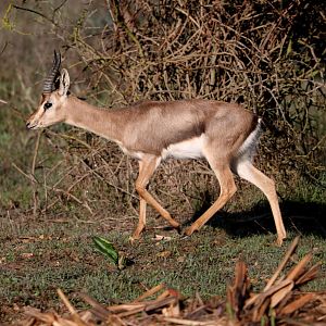 mountain gazelle (Gazella gazella)