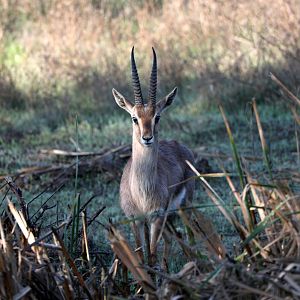 mountain gazelle (Gazella gazella)