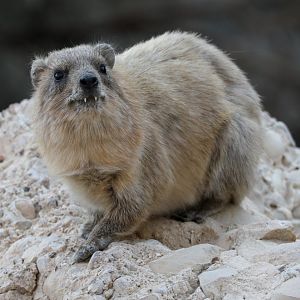 Northeastern Rock Hyrax (Procavia capensis habessinicus)