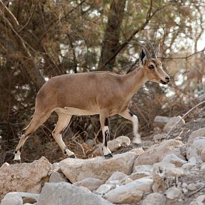 Nubian ibex (Capra nubiana)