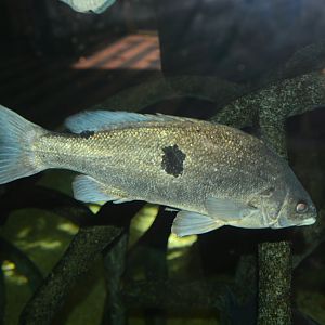 Barcoo Grunter (Scortum barcoo)