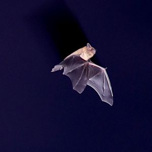 Kuhl's pipistrelle (Pipistrellus kuhlii)