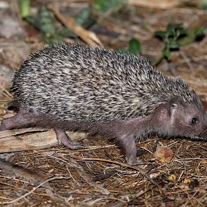 Southern White-breasted Hedgehog (Erinaceus concolor)