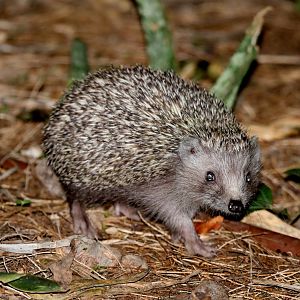 Southern White-breasted Hedgehog (Erinaceus concolor)