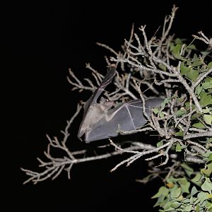 Egyptian fruit bat or Egyptian rousette (Rousettus aegyptiacus)