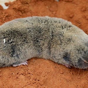 Middle East blind mole-rat (Nannospalax ehrenbergi)