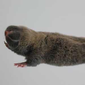 Middle East blind mole-rat (Nannospalax ehrenbergi)
