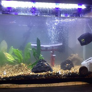 Tank Update with 3 Guppies & 3 African Dwarf Frogs