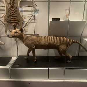 Thylacine (Thylacinus cynocephalus)
