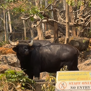 Khayin the hubbacki guar