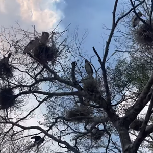 Wild painted stork In nesting season.