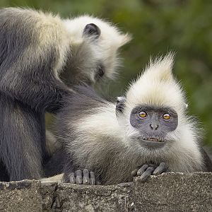 White-headed langur (Trachypithecus leucocephalus)