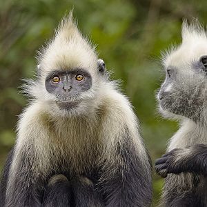 White-headed langur (Trachypithecus leucocephalus)