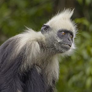 White-headed langur (Trachypithecus leucocephalus)