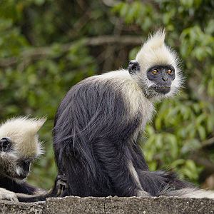 White-headed langur (Trachypithecus leucocephalus)