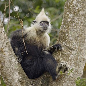 White-headed langur (Trachypithecus leucocephalus)