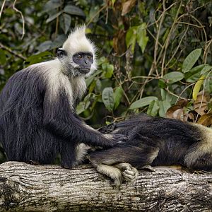 White-headed langur (Trachypithecus leucocephalus)