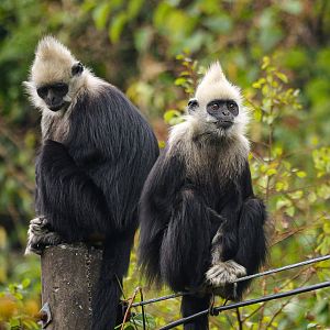 White-headed langur (Trachypithecus leucocephalus)