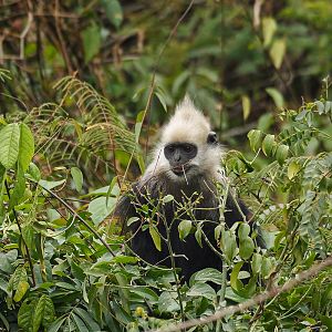 White-headed langur (Trachypithecus leucocephalus)