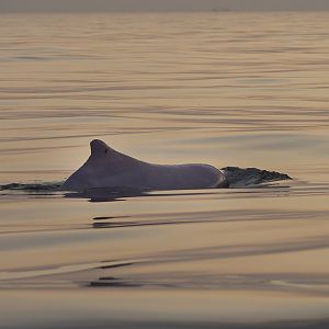 Indo-Pacific humpback dolphin (Sousa chinensis)