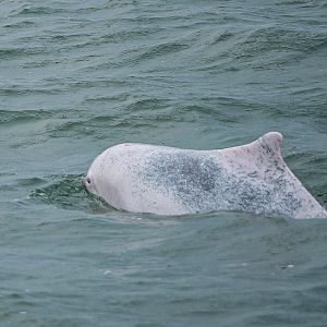 Indo-Pacific humpback dolphin (Sousa chinensis)