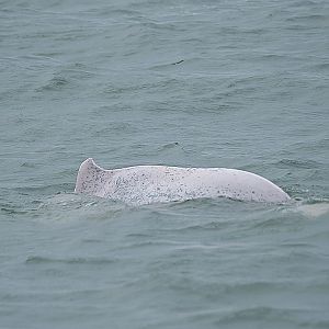 Indo-Pacific humpback dolphin (Sousa chinensis)