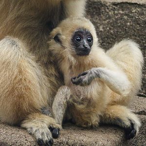 Yellow cheeked gibbon cub