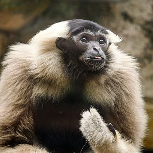 Pileated Gibbon (Hylobates pileatus)