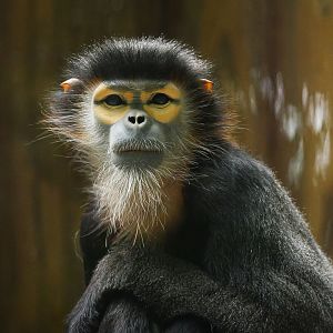 Black-shanked douc (Pygathrix nigripes)