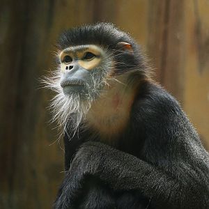 Black-shanked douc (Pygathrix nigripes)